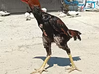 مالای گیم — عکس 1