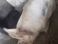 ወንድ አሣማ, Pigs — ፎቶ 1