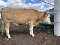 گاو نر, Simmental cattle — عکس 5
