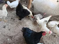 Chickens — foto 1