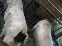 خوک ماده, Крупная белая — عکس 1