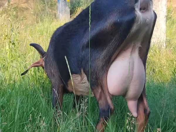 Goat, Nubian Goat — Moldova