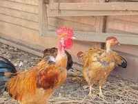 Japonský bantam — foto 3