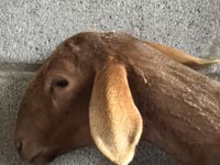Pecora, Arashan sheep — foto 7