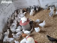 Chickens — ảnh 5