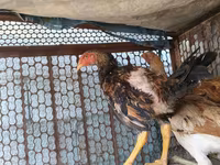 Chickens — Foto 3