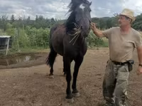 Stute, Međimurje horse — Foto 2