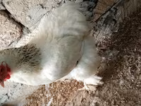 பிரஹ்மா — புகைப்படம் 3