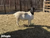 Beran, Dorper sheep — foto 4