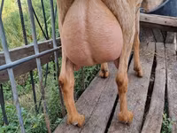 Capra, Capre — foto 1