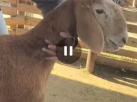قوچ, Arashan sheep — عکس 8