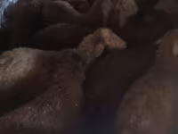 Biri-biri betina, Sheep — foto 3
