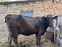 วัวตัวเมีย, Swiss cattle — รูปภาพ 2
