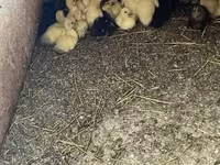 Ducks — عکس 4