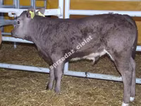 Toro, Vaca Limousin — foto 2