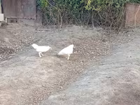 Chickens — zdjęcie 3