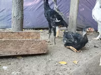 Brahma — photo 3