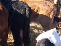 Cattle (batch, sex not specified), Hereford — photo 3