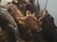 Skot (série, pohlaví neuvedeno), Simmental cattle — foto 2