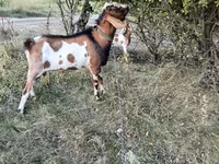 Kozioł, Kozy — zdjęcie 3