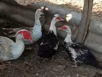 Ducks — 照片 7