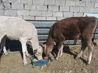 Mucca, Razza Alataus — foto 3