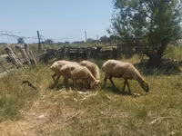 گوسفند (گروه، جنسیت مشخص نشده), گوسفند — عکس 1