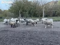 Κριός, White Suffolk sheep — φωτογραφία 1