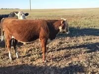 Stier, Hereford — foto 2