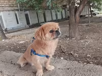 Cins: Pekinges (Pekingese) Rəng: açıq qəhvəyi/qızılı Cinsiyyəti: erkək — عکس 3