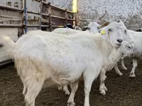 بز ماده, بز — عکس 1