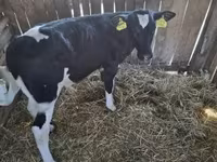 วัวตัวผู้, Russian Black pied cattle — รูปภาพ 2