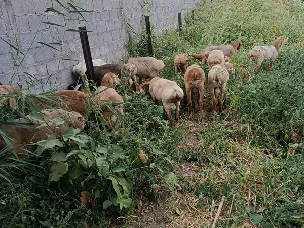 Pecora, Pecore