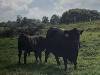 Krava, Swiss cattle — foto 1