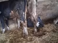 Bik, Russian Black pied cattle — fotografija 6