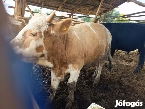 Bulle, Simmental cattle