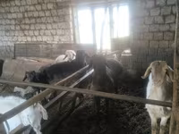 Kambing jantan, Sheep — foto 1