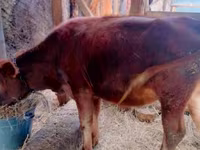 گاو ماده, گاو — عکس 6