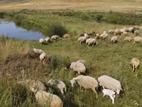 Хонь, Balbas sheep — 3 зураг
