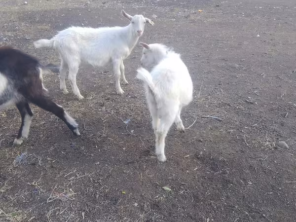 Billy Goat, Saanen goat