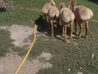 Beran, Arashan sheep — foto 1