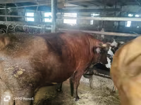 雌牛, Russian Black pied cattle — 写真 8