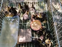 Ducks — الصورة 2