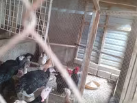 Chickens — foto 1