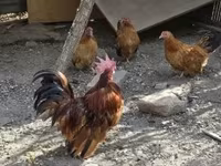 Chickens — 사진 2