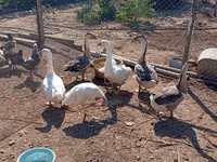 Geese — zdjęcie 1