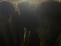 اسب نر, Yakutian horse — عکس 8