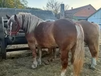 Kuda betina, Hungarian horse breed — foto 2