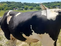 Bulle, Holstein-Rasse — Foto 1