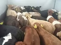 گاو نر, Simmental cattle — عکس 3